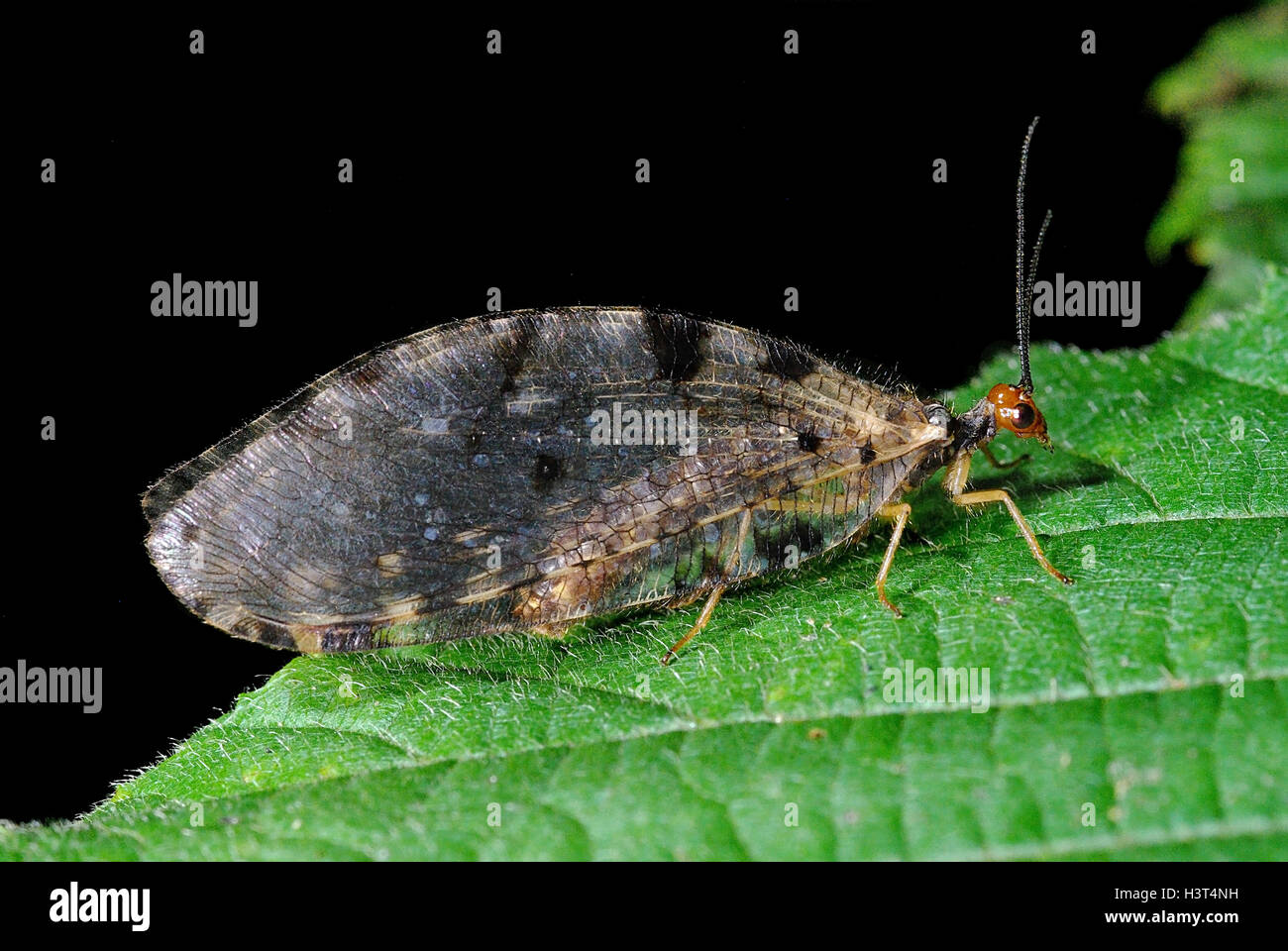 Osmylus fulvicephalus, una specie di net-insetto alato, appollaiate su una foglia Foto Stock