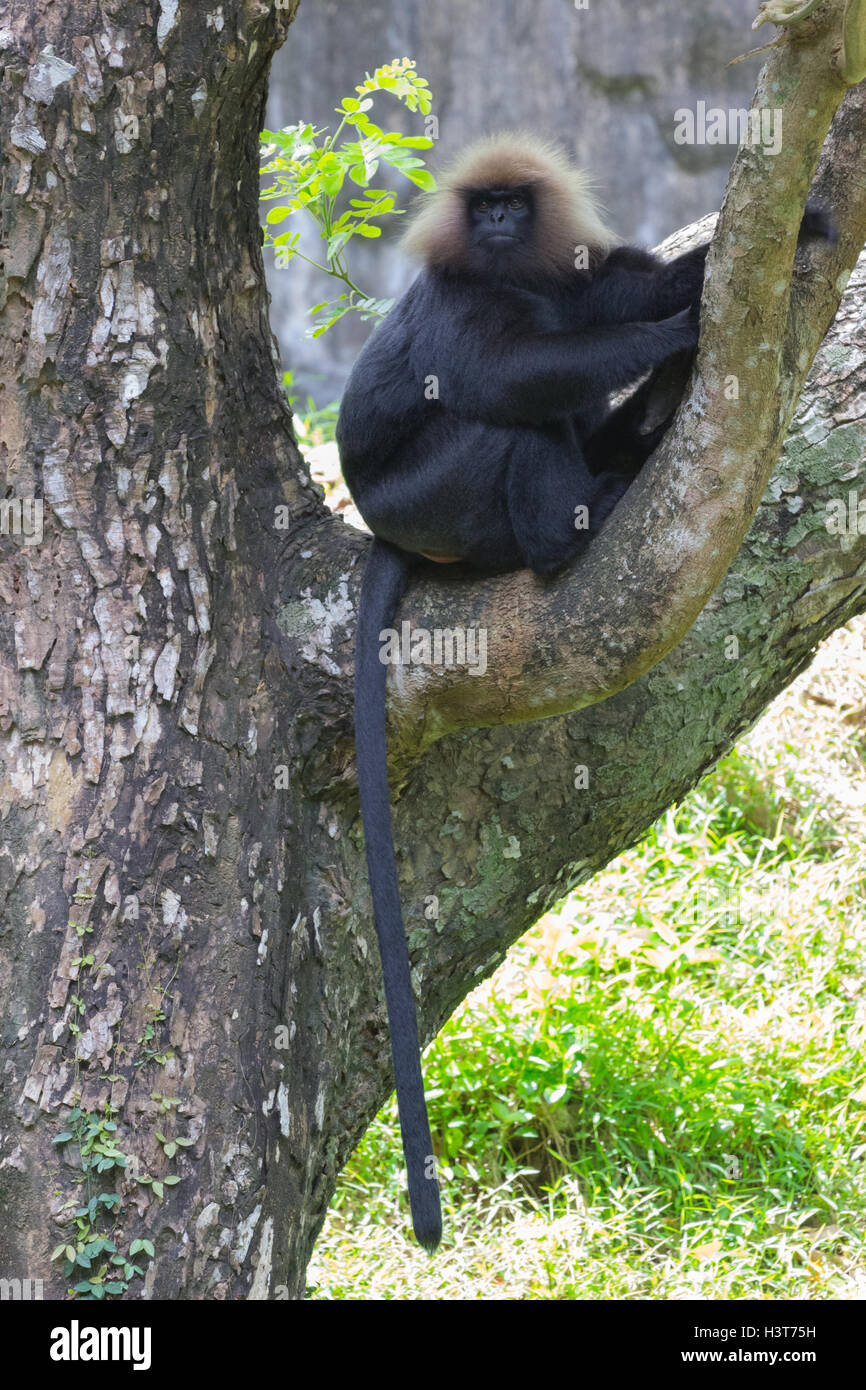 Nilgiri langur Foto Stock