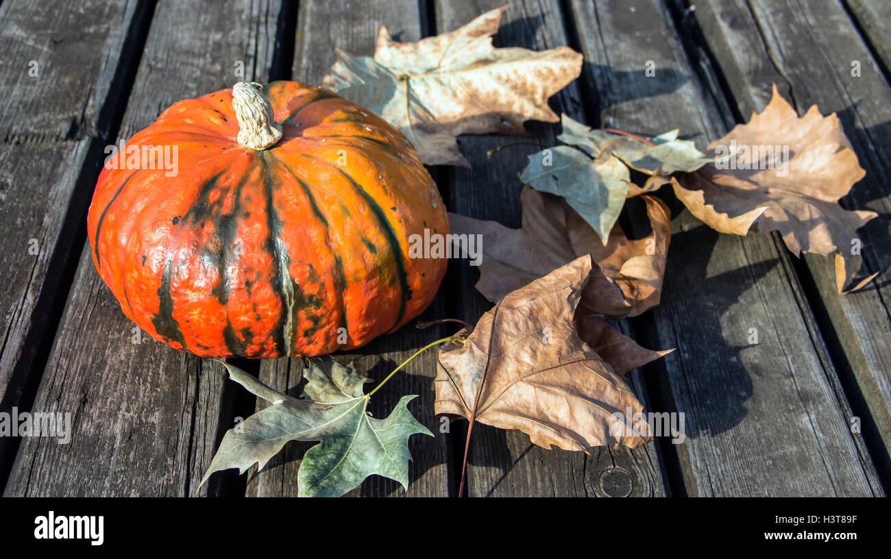 A Belgrado, in Serbia - zucca e foglie su un weathered superficie in legno Foto Stock