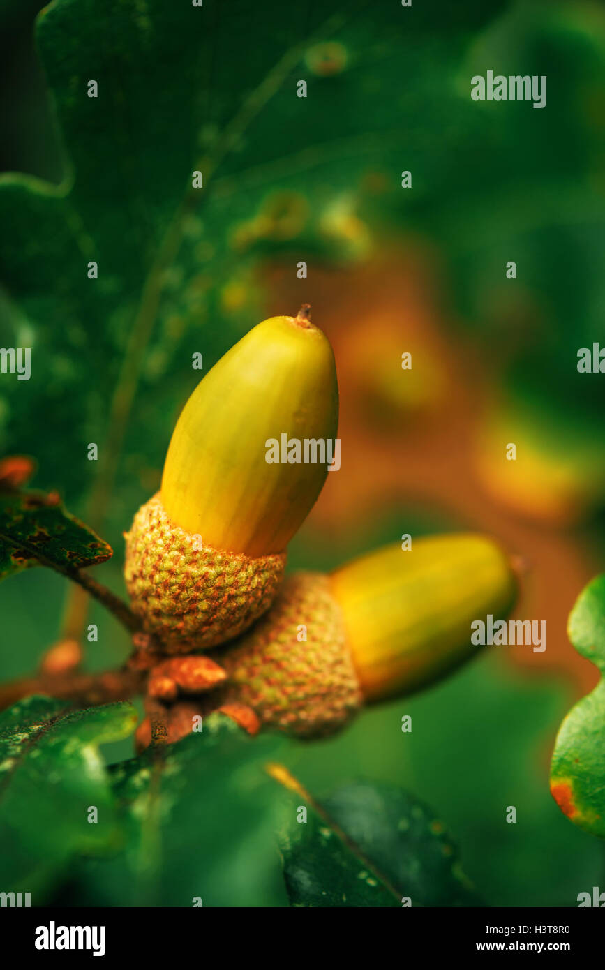 Oak tree branch acorn dado come bella stagione autunno sfondo, il fuoco selettivo Foto Stock