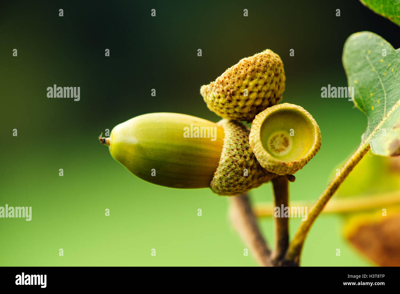 Oak tree branch acorn dado come bella stagione autunno sfondo, il fuoco selettivo Foto Stock