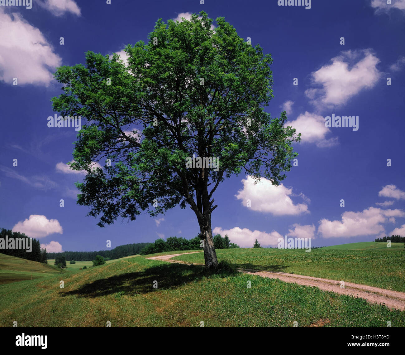 Vicolo del paese, frassino Fraxinus spec., estate, natura, paesaggi, ulivo pianta, albero, latifoglie, modo, edicola, cielo molto nuvoloso Foto Stock
