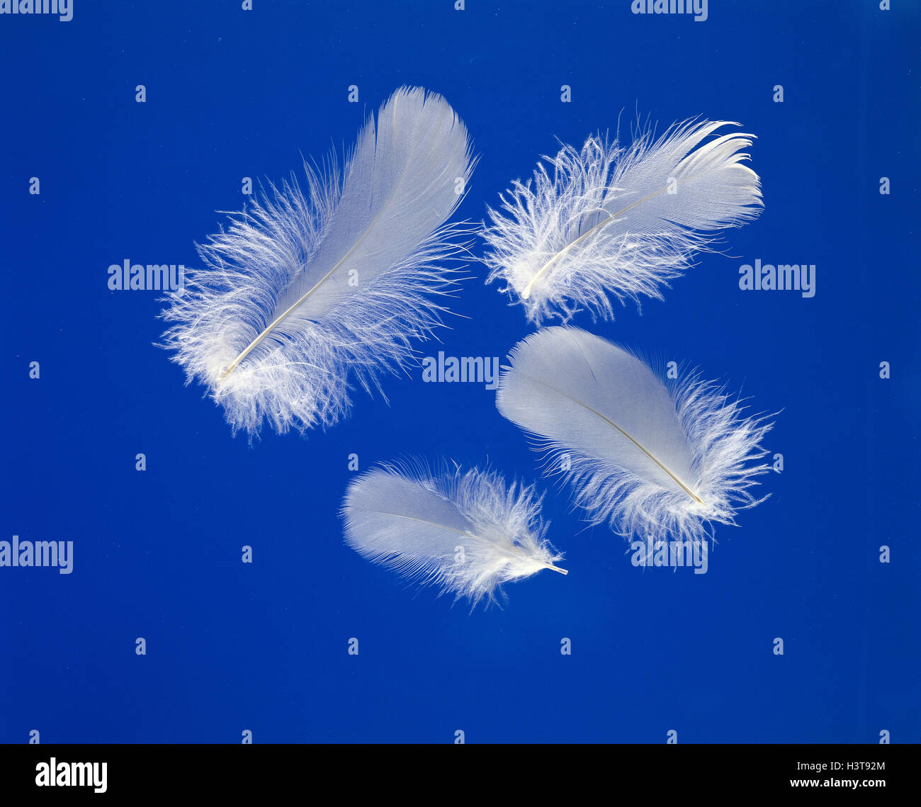 Giù le piume, quattro Foto Stock