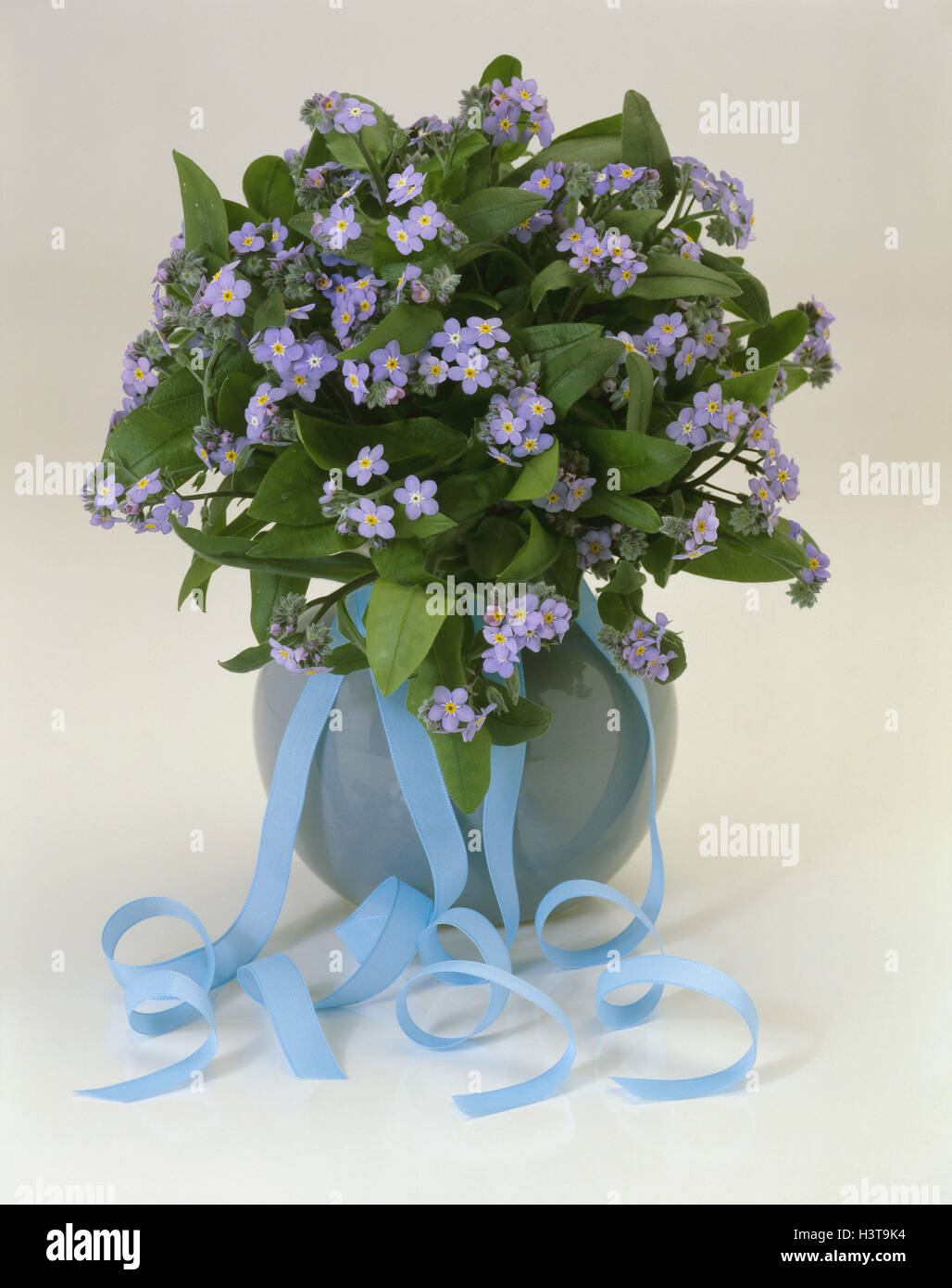 Mazzetto dimenticare-me-non in vaso, (Myosotis sylvatica), studio Foto Stock