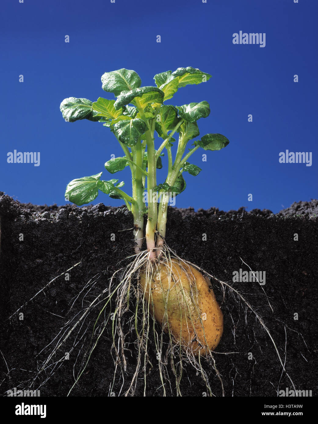 Pianta di patata, pavimento sezione trasversale, massa, pavimento, patate, piante, radici, carboidrati, amido Foto Stock