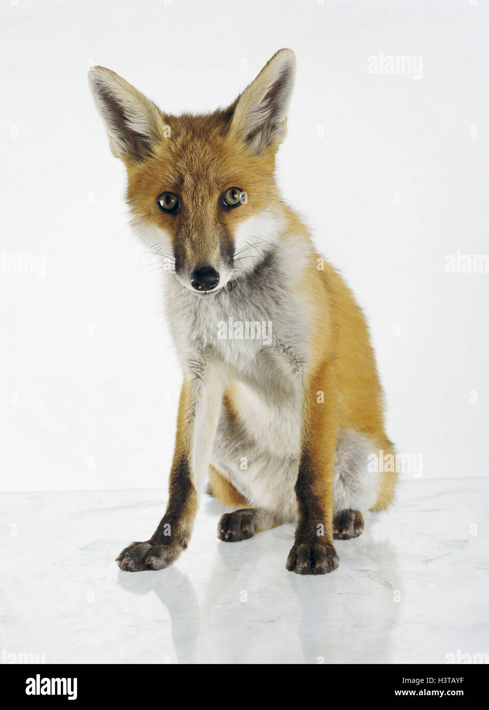 Red Fox, Vulpes vulpes mammiferi, mammifero, animali selvatici, animale selvatico, predatori, predator, doggy, fox, sedersi, studio Foto Stock