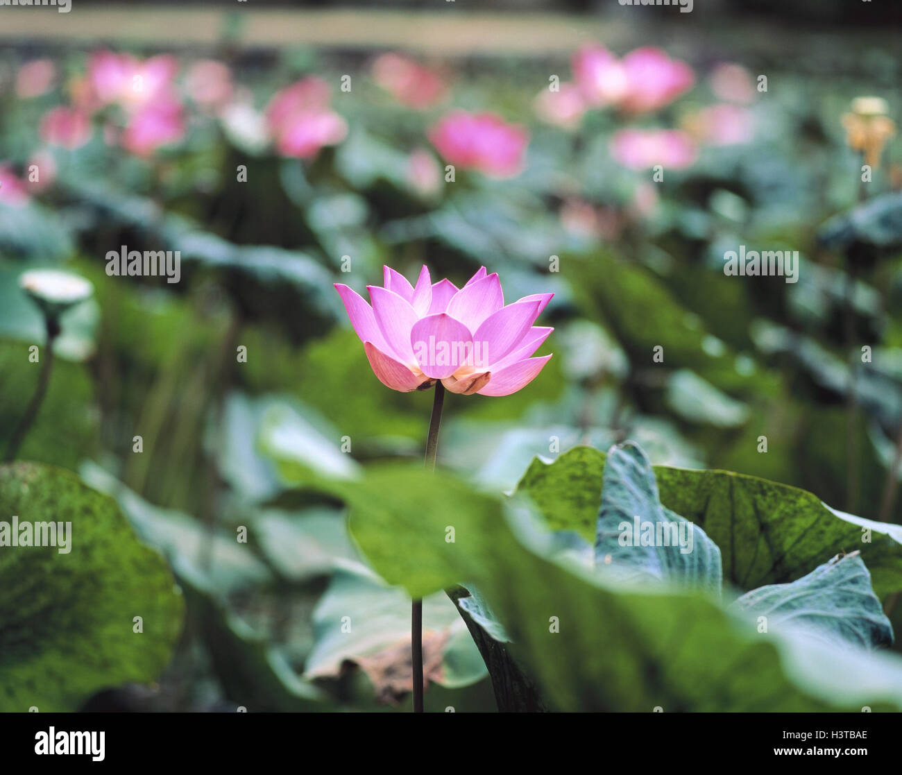 Fiore di loto, Nelumbo spec., lotus flowern, ninfee piante, fiori, fiori, acqua piante, natura, Lotusblumen Foto Stock