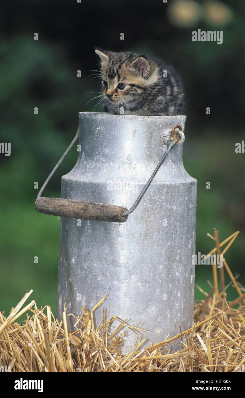 La paglia, il gattino, striped, pot lattea, sedersi animale, animali, mammifero, mammiferi, pet, animali domestici, cat, gatti, giovane animale, giovani animali, animale bambino, animali giovani, il gatto di casa, casa di gatti, Foto Stock