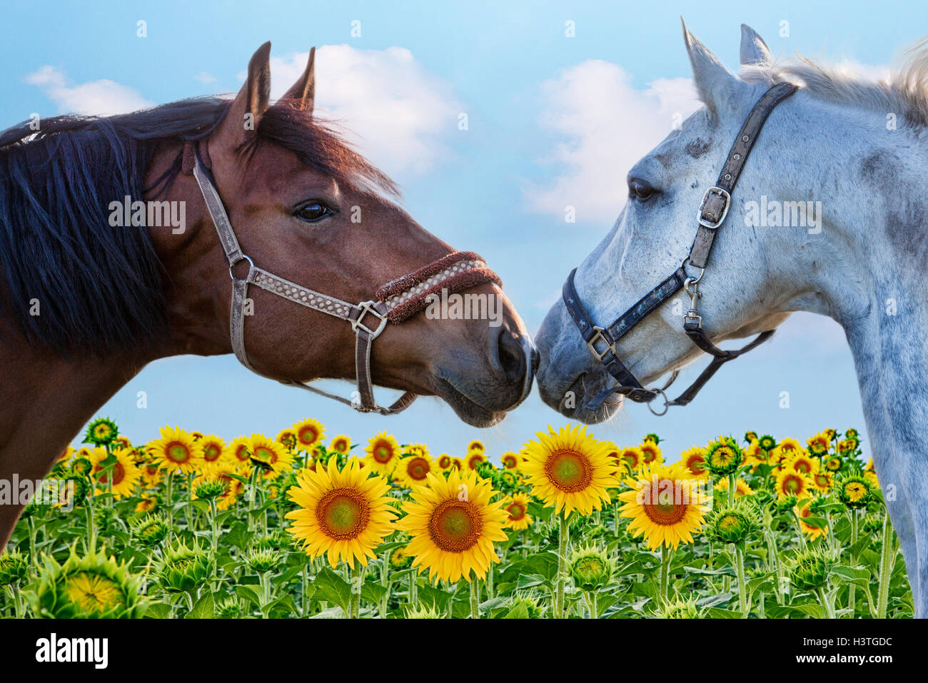 Ritratto di due cavallo in un campo di girasoli Foto Stock