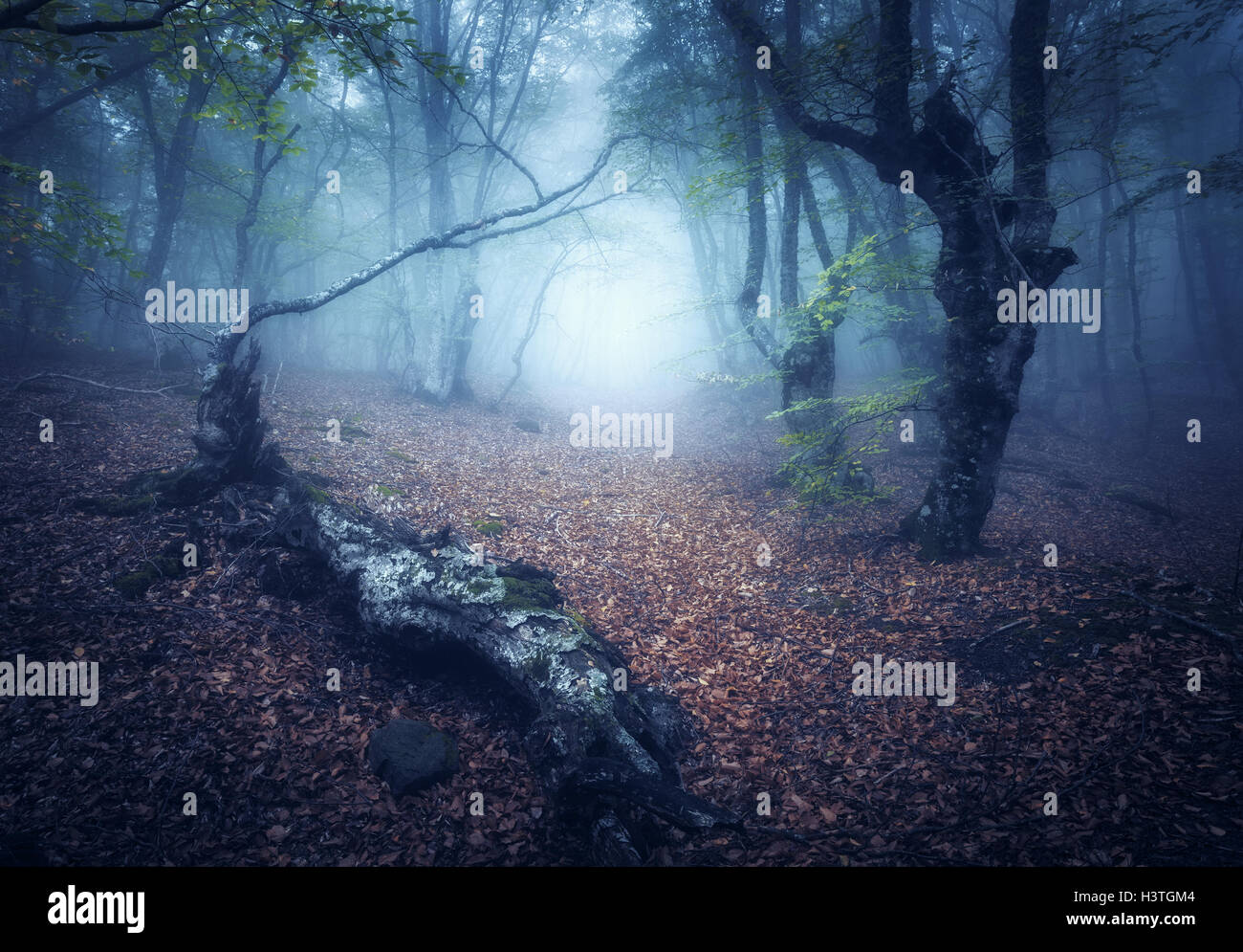 Foresta di caduta nella nebbia. Mistica foresta autunnale con il sentiero nella nebbia. Vecchio albero. Bel paesaggio con alberi, log, percorso, foglie d'arancio Foto Stock