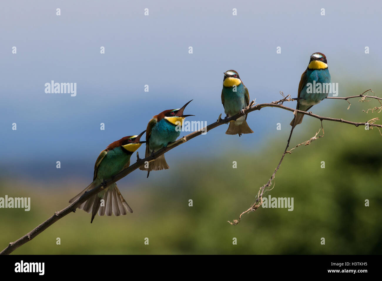 Unione i gruccioni - Merops apiaster Foto Stock