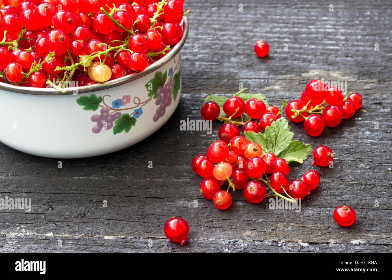 Raccolte di ribes rosso bacche Foto Stock