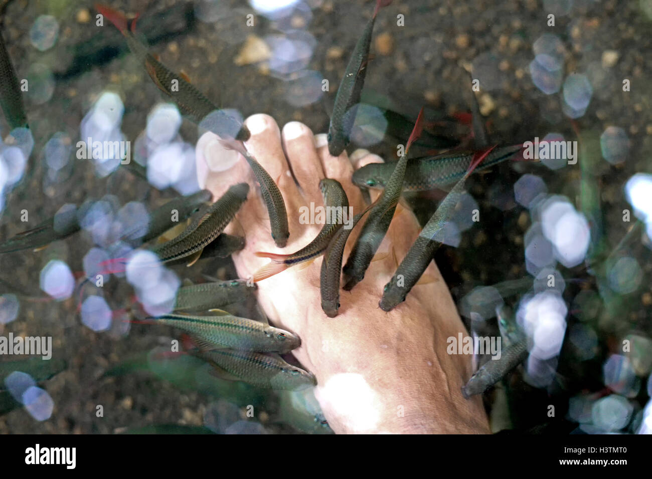 Pesce di pedicure spa, Garra Rufa pesce trattamento termale Foto Stock