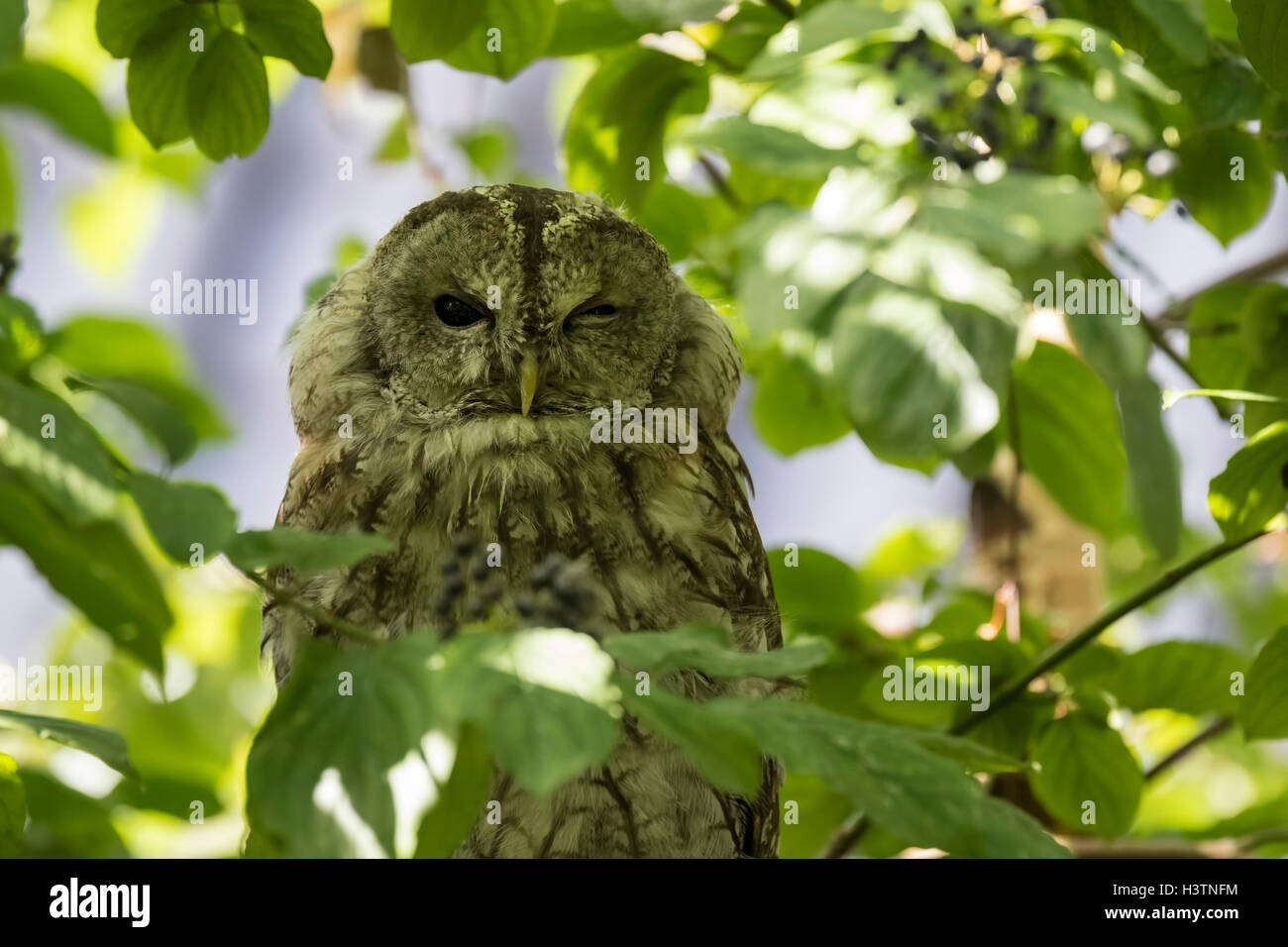 Closeup ritratto di un allocco o marrone allocco (Strix aluco), baluginare il suo occhio. Questi gufi si trovano comunemente nei boschi. Foto Stock