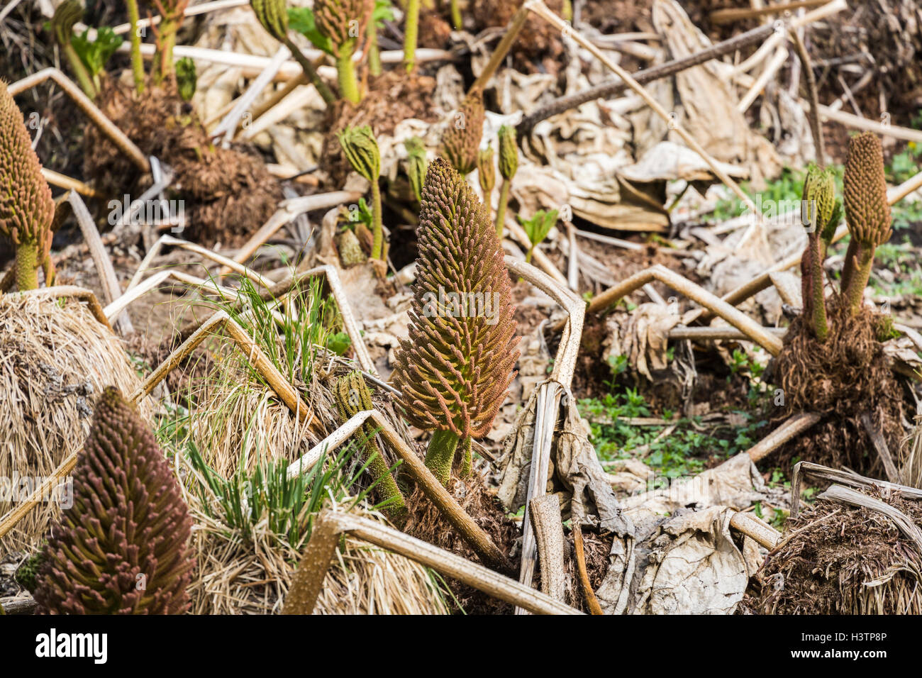 Nuova primavera germogli di Gunnera, rabarbaro gigante, in primavera, Surrey, Inghilterra meridionale, Regno Unito Foto Stock