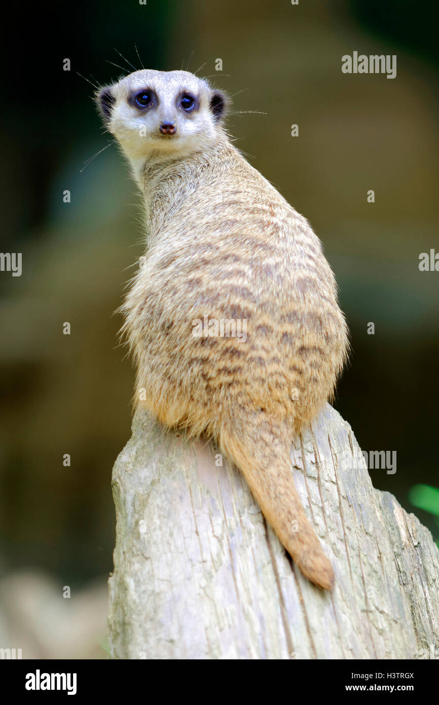 Meerkats (Suricata suricatta, insorgenza Africa, captive Foto Stock