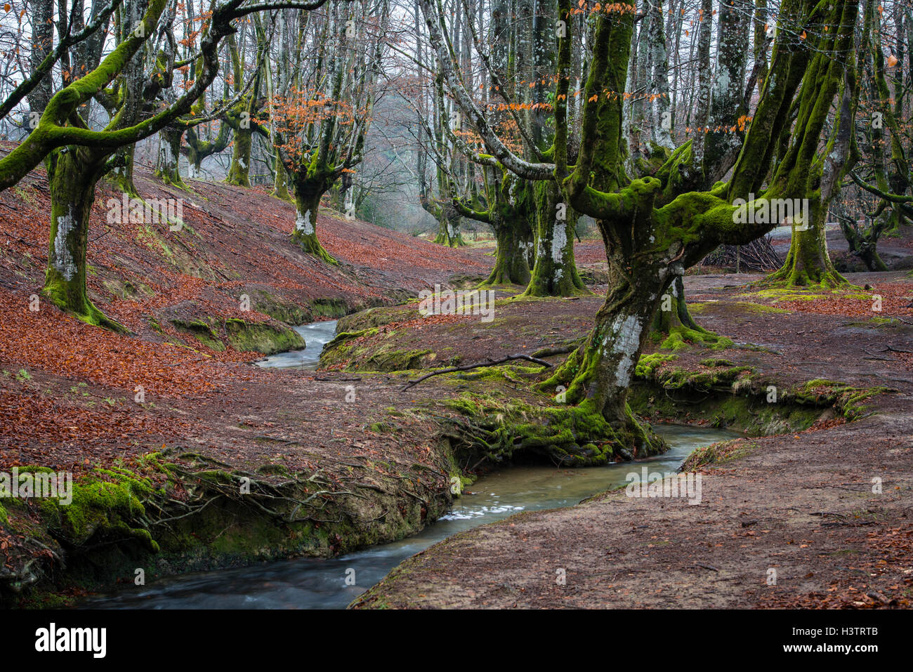 Gorbea Parco Naturale, Parque Natural de Gorbea, Gorbeia, Paesi Baschi provincia, Bizkaia provincia, Spagna Foto Stock