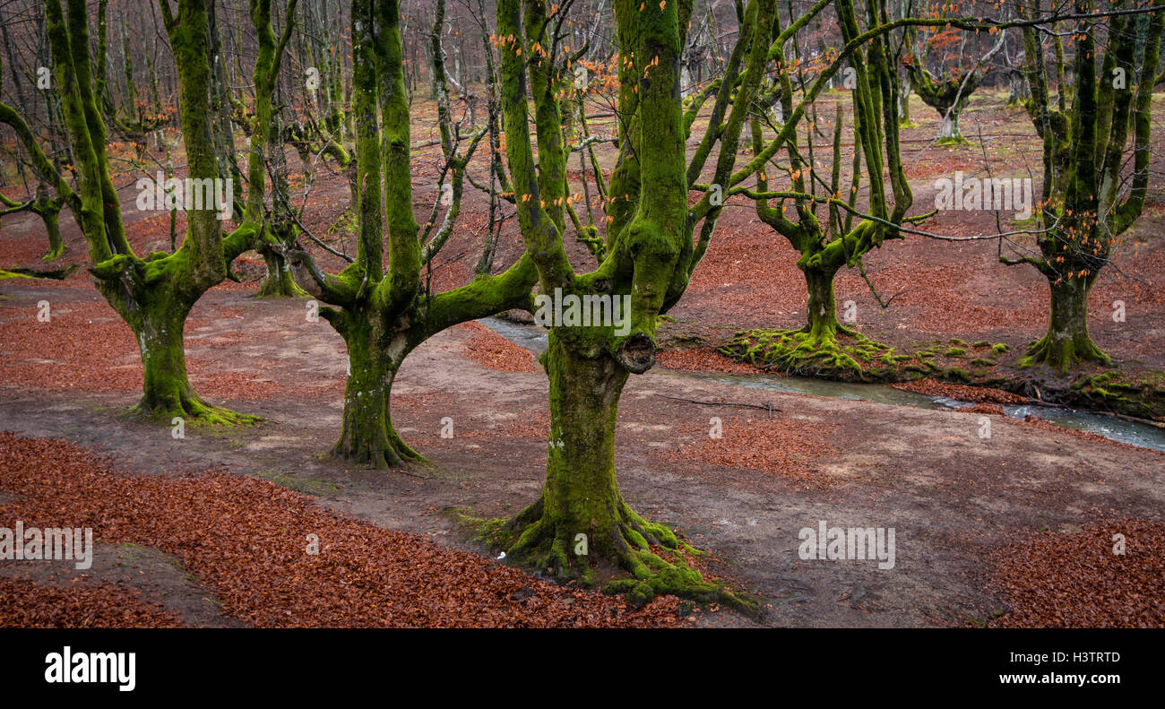 Gorbea Parco Naturale, Parque Natural de Gorbea, Gorbeia, Paesi Baschi provincia, Bizkaia provincia, Spagna Foto Stock