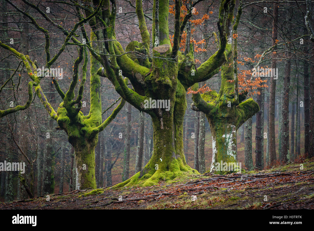 Gorbea Parco Naturale, Parque Natural de Gorbea, Gorbeia, Paesi Baschi provincia, Bizkaia provincia, Spagna Foto Stock