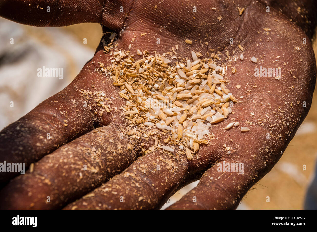 Azienda indiana trebbiato chicchi di riso, Uttamapalaiyam, Tamil Nadu, India Foto Stock