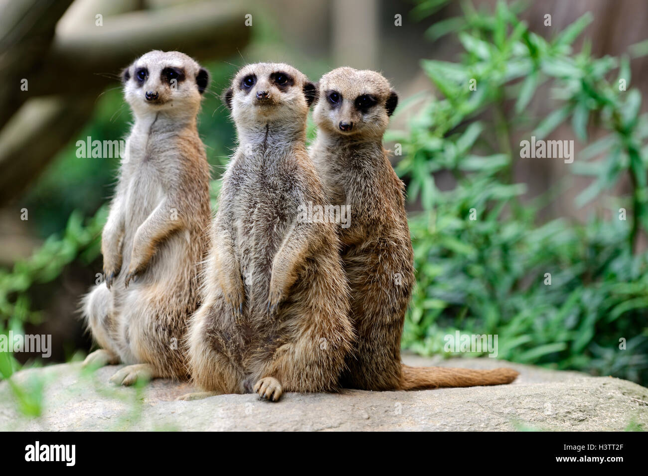 Tre Meerkats (Suricata suricatta), in piedi con attenzione, verificarsi Africa, captive Foto Stock