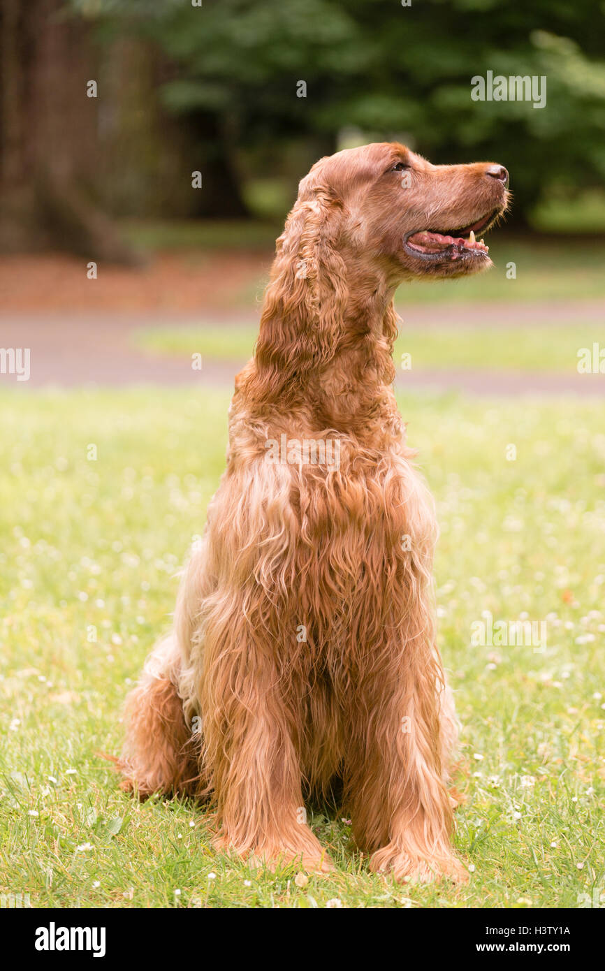 Capelli rossi Setter Irlandese di razza canina cane animale Foto Stock