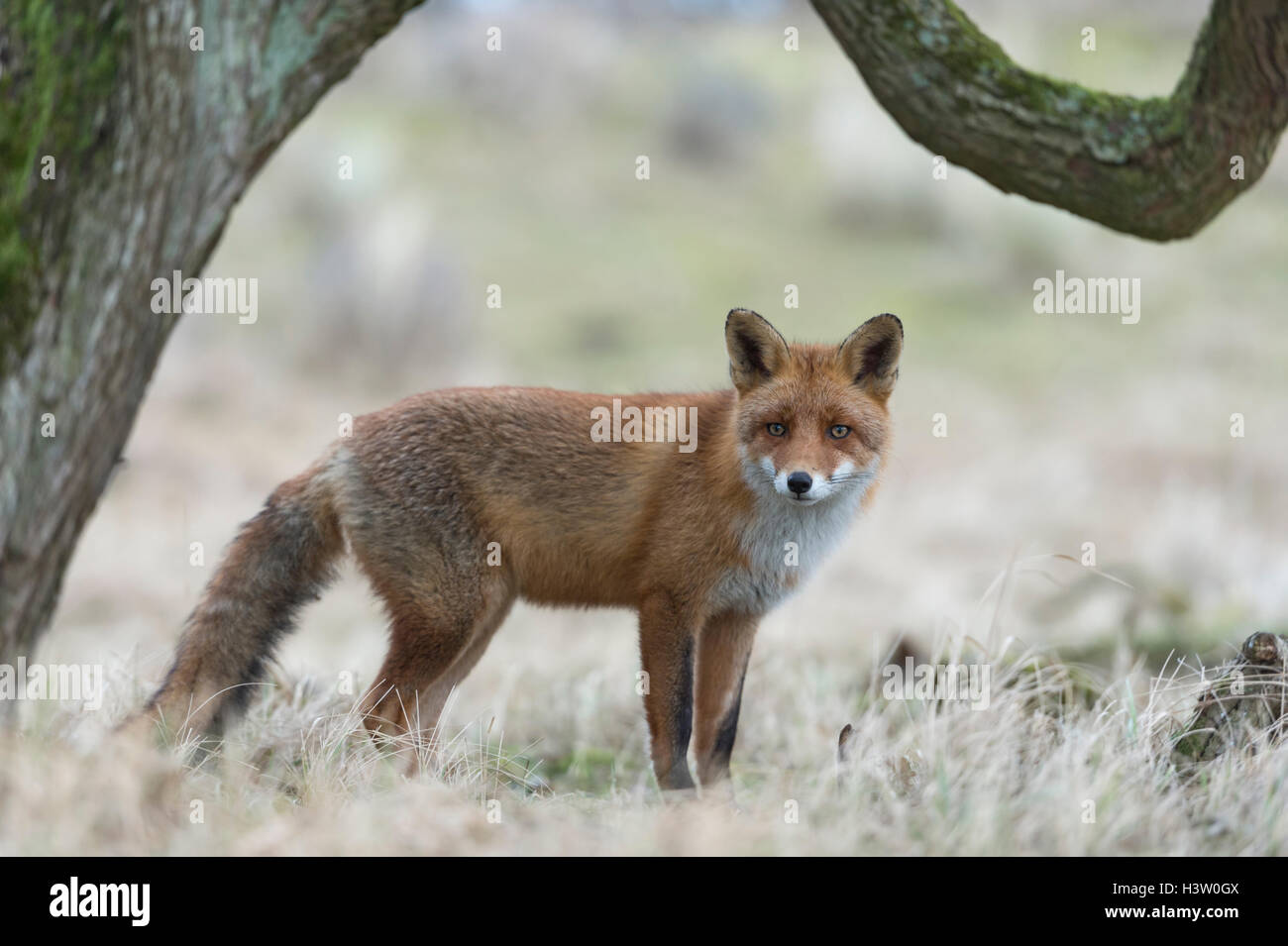 Red Fox / Rotfuchs ( Vulpes vulpes ) in terra aperta sotto un albero, incorniciato da un albero, guardando attentamente, bei colori delicati. Foto Stock