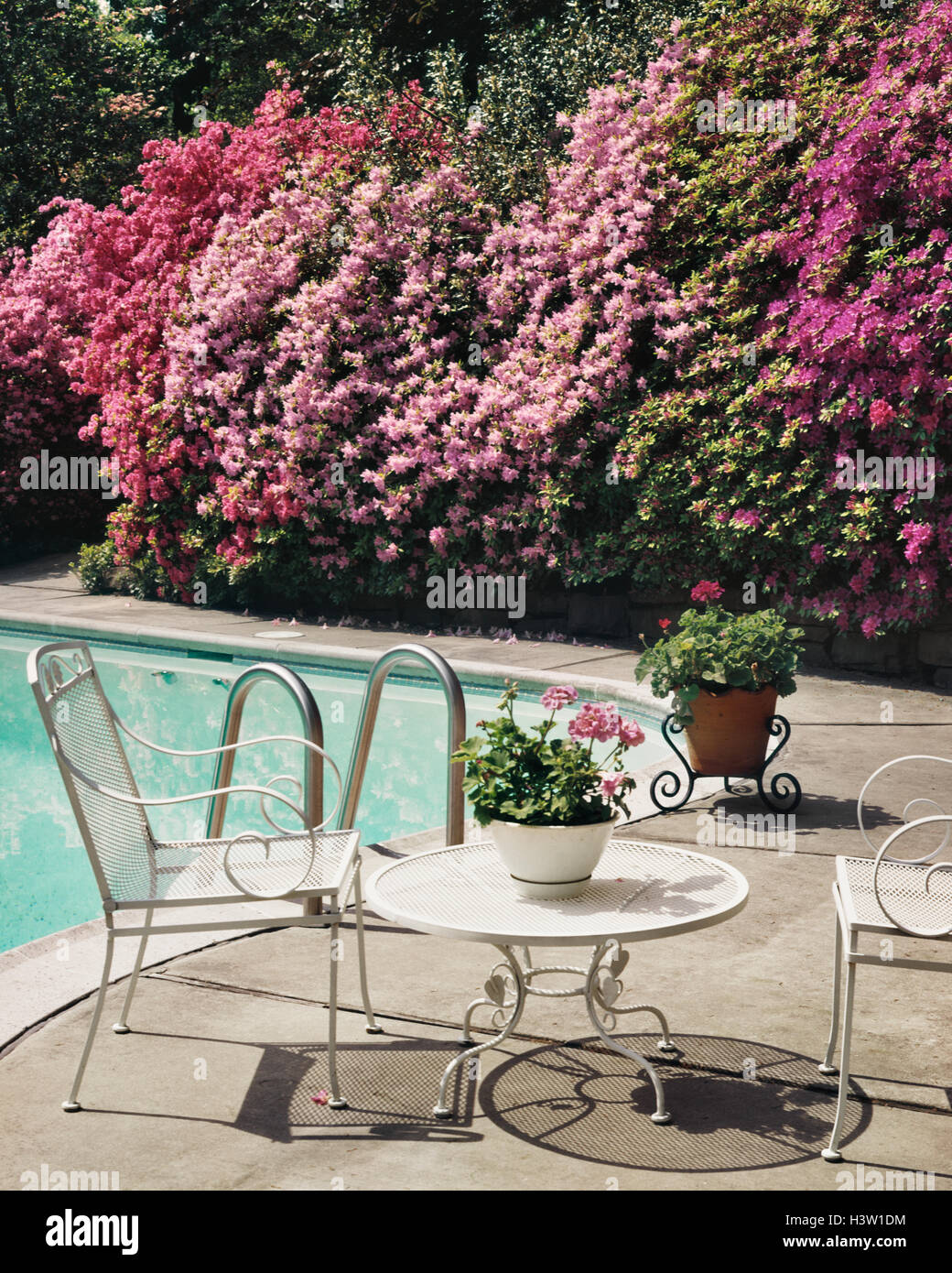 Anni ottanta BACKYARD PISCINA Azalee in fiore gerani IN BIANCO DI CONTENITORI sedie in ferro battuto TABELLA PRIMAVERA Foto Stock