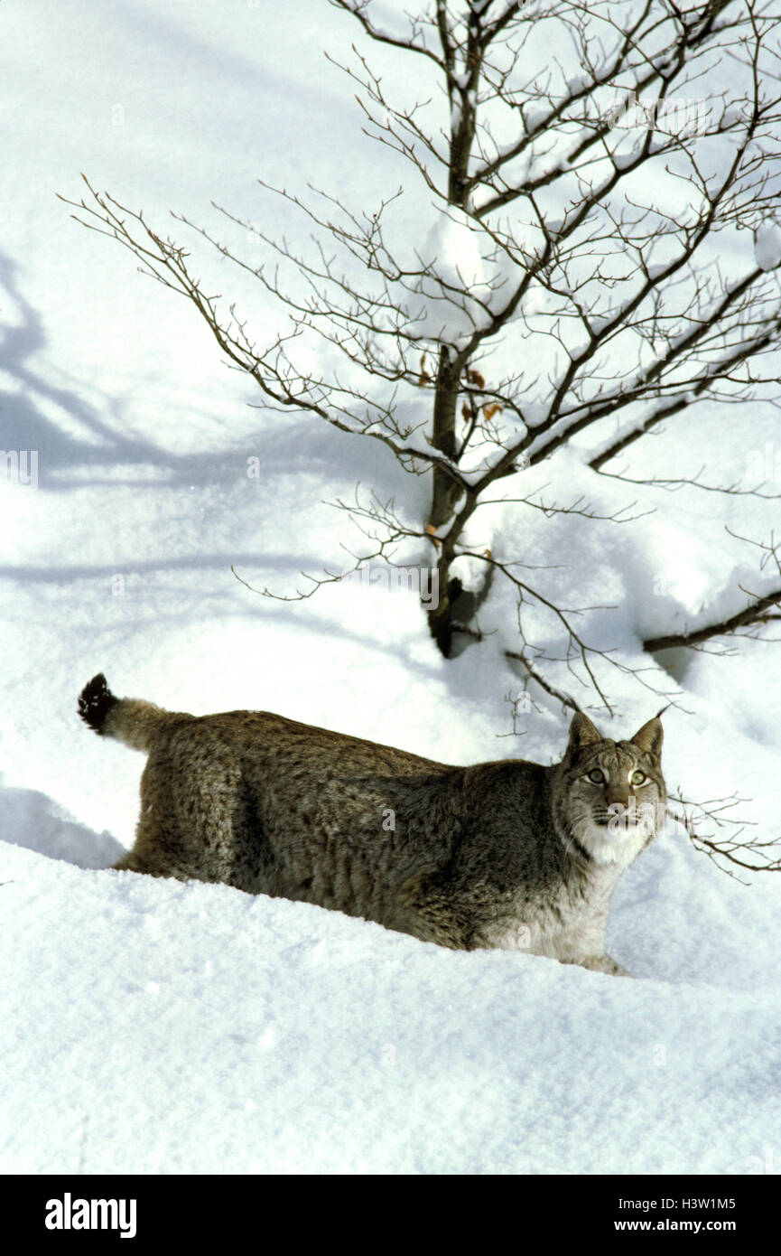 Eurasian (Lynx Lynx lynx) Foto Stock