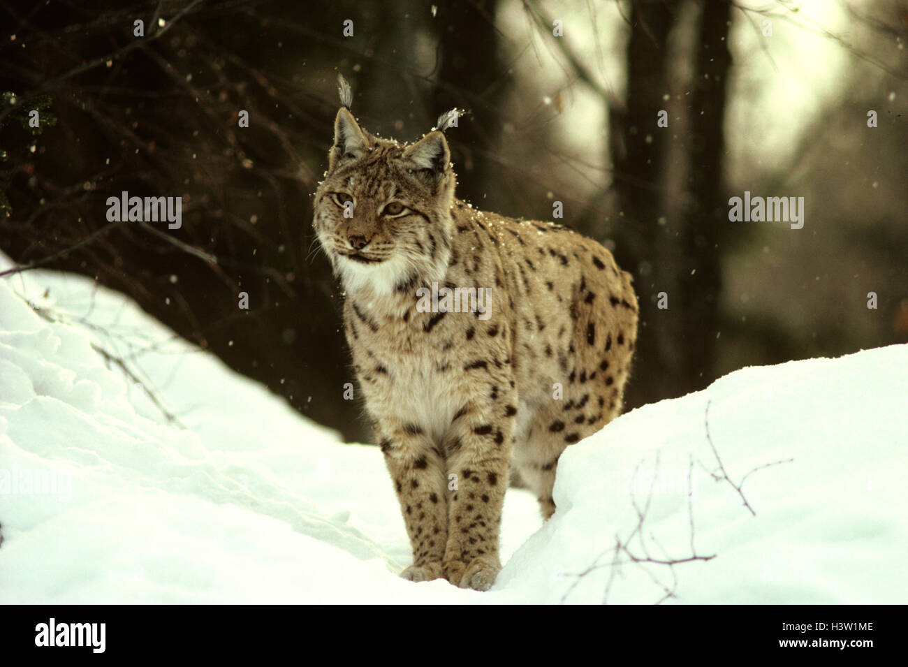 Eurasian (Lynx Lynx lynx) Foto Stock