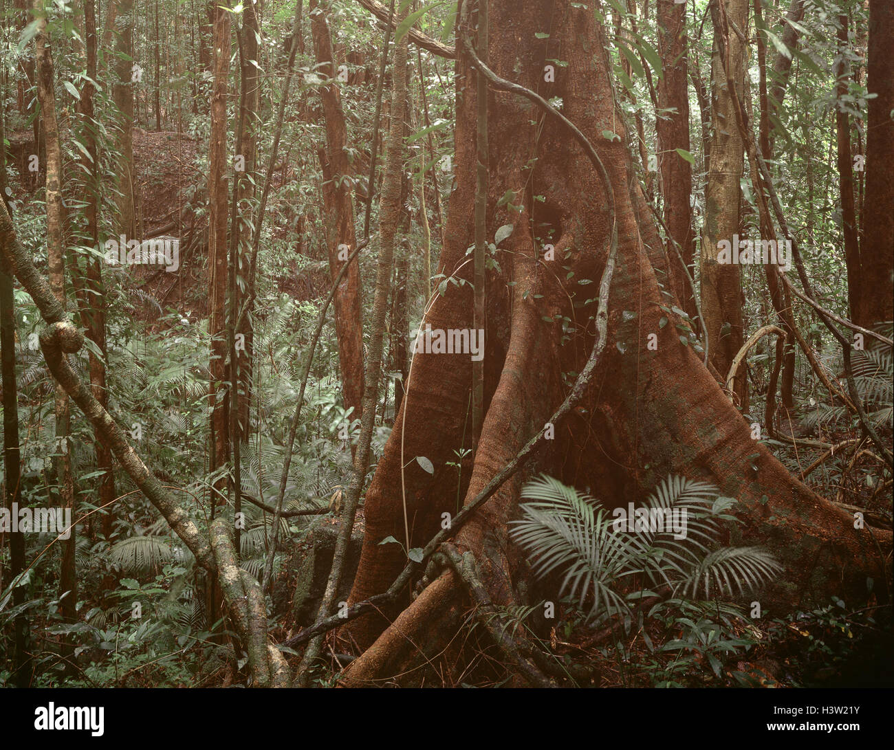 Contrafforte radici di albero nella foresta pluviale tropicale nel Mossman Gorge, Foto Stock