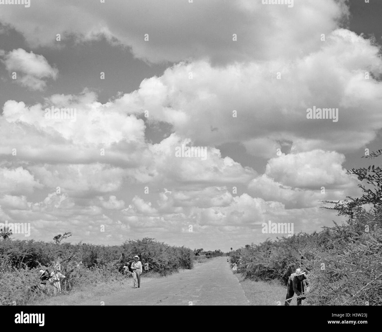 Anni Cinquanta operai stradali taglio spazzola posteriore lungo la strada rurale vicino a Ciego de Avila IN PROVINCIA DI CAMAGUEY CUBA Foto Stock