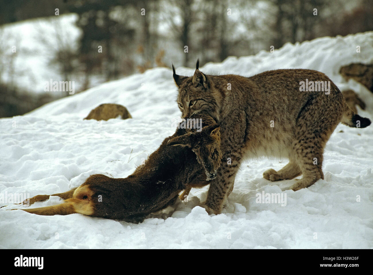 Eurasian (Lynx Lynx lynx) Foto Stock