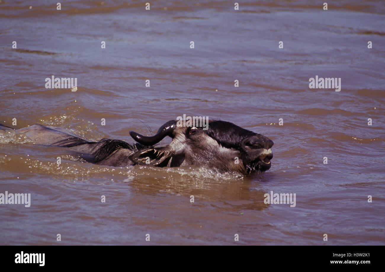 Blue GNU (connochaetes taurinus) Foto Stock