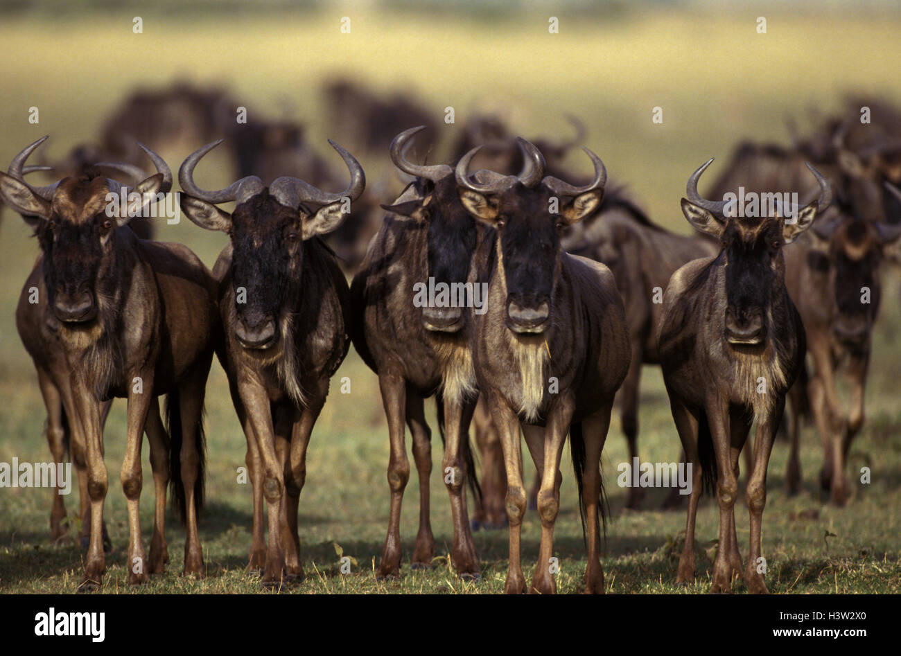 Blue GNU (connochaetes taurinus) Foto Stock