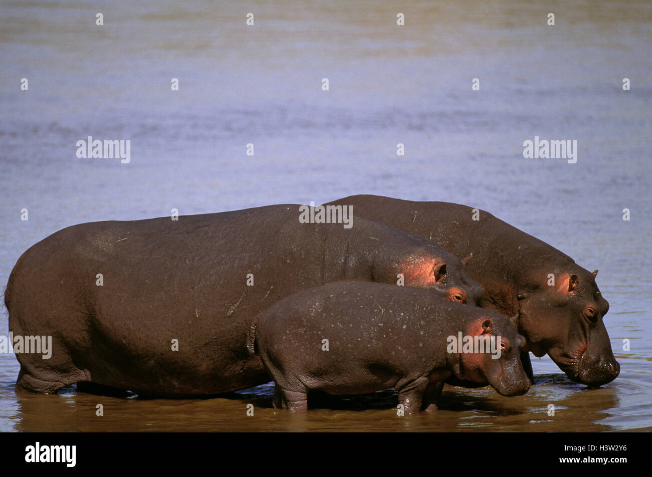 Ippopotamo (Hippopotamus amphibius) Foto Stock
