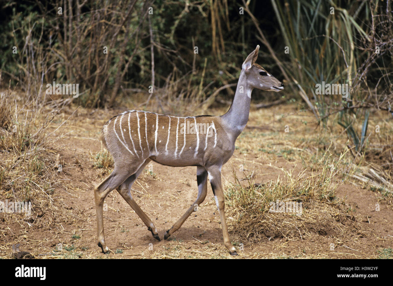 Lesser kudu (tragelaphus imberbis) Foto Stock