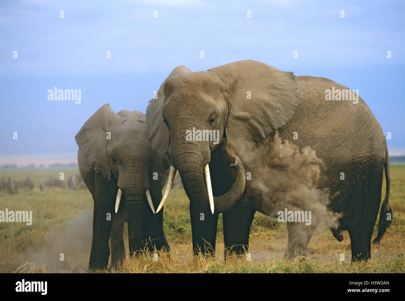 Elefante africano (Loxodonta africana) Foto Stock