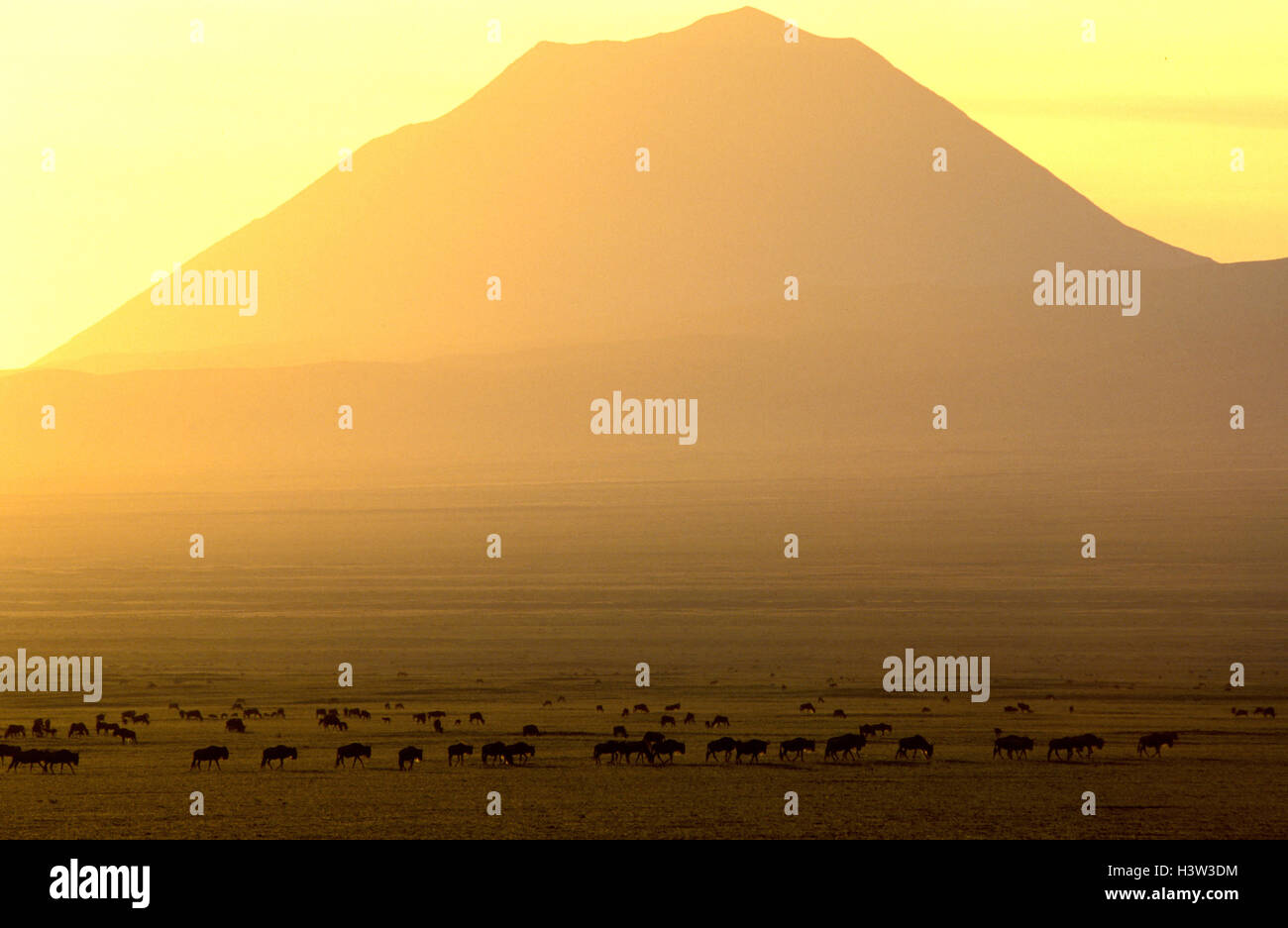 Oi Doinyo Lengai, vulcano attivo sacro per il popolo dei Masai, Foto Stock