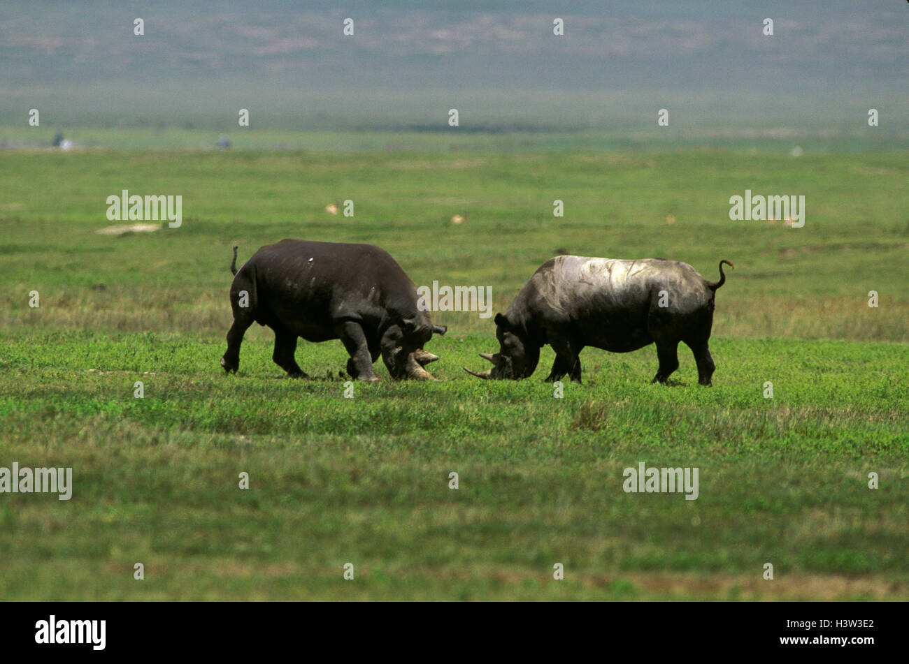 Rinoceronte nero (diceros simum) Foto Stock