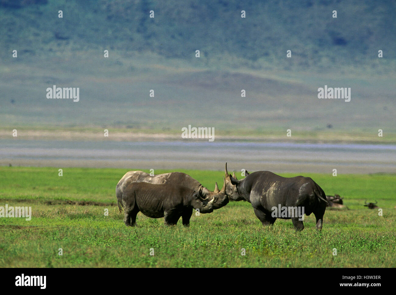 Rinoceronte nero (diceros simum) Foto Stock