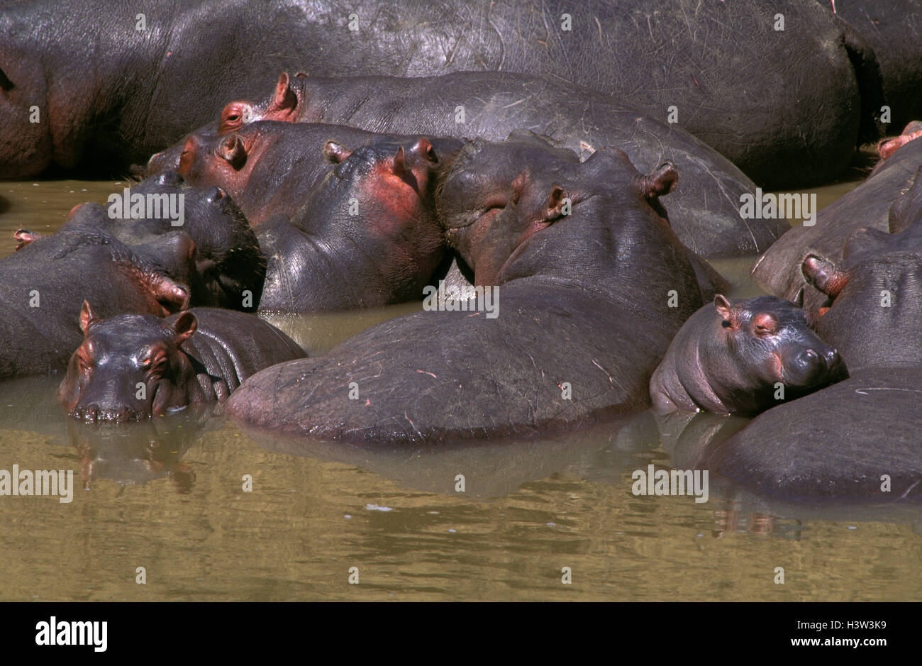 Ippopotamo (Hippopotamus amphibius) Foto Stock