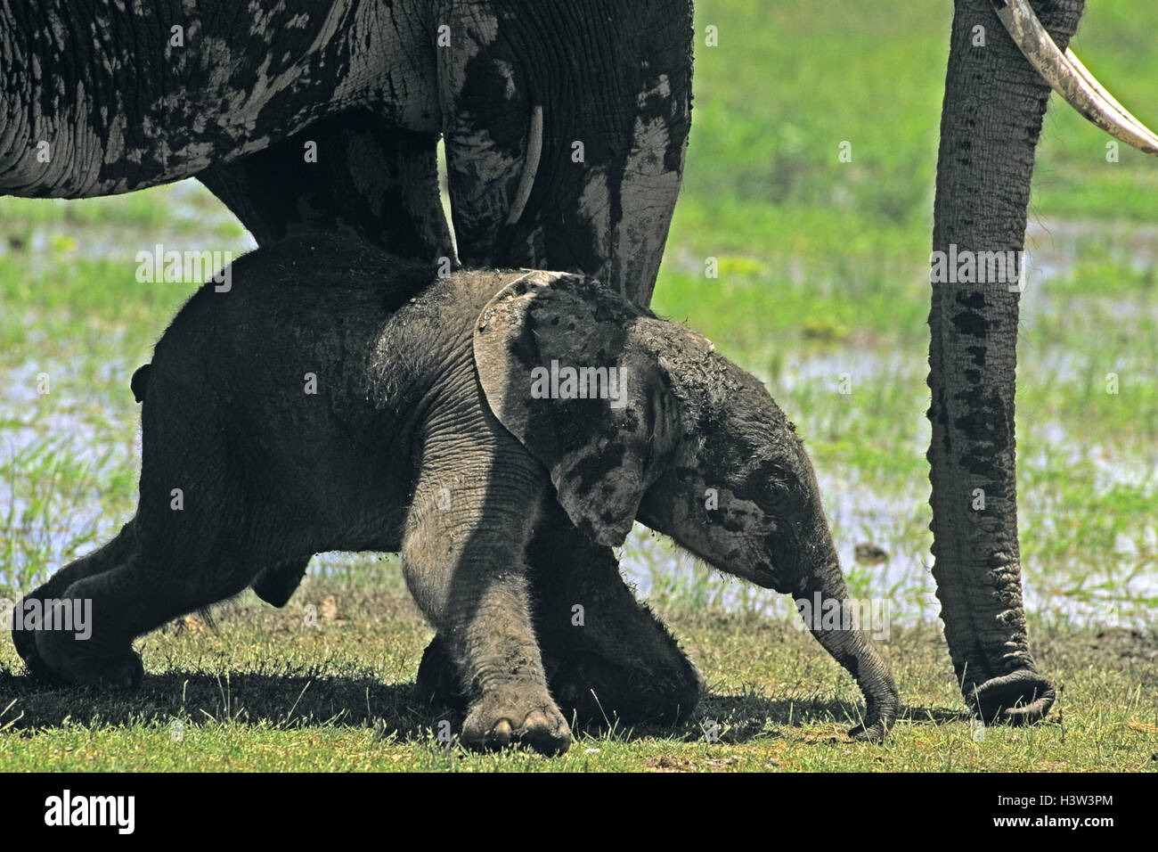 Elefante africano (Loxodonta africana) Foto Stock