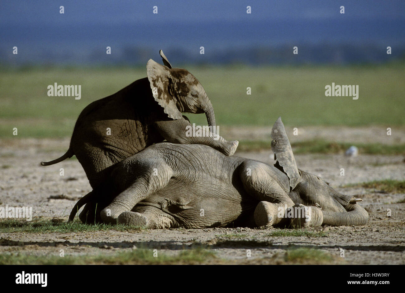 Elefante africano (Loxodonta africana), vitelli di riproduzione Foto Stock