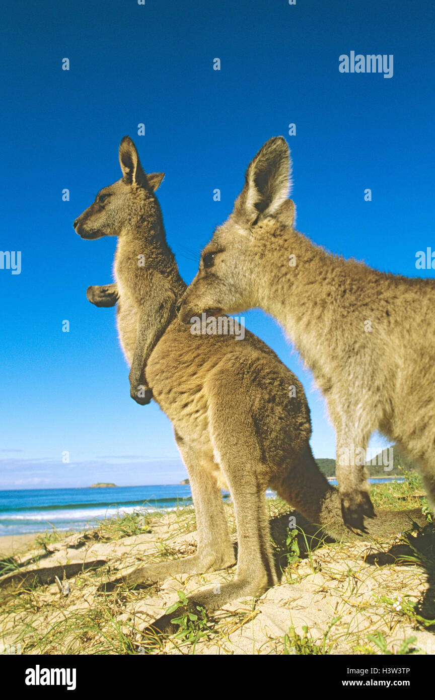 Grigio orientale canguri (Macropus giganteus) Foto Stock