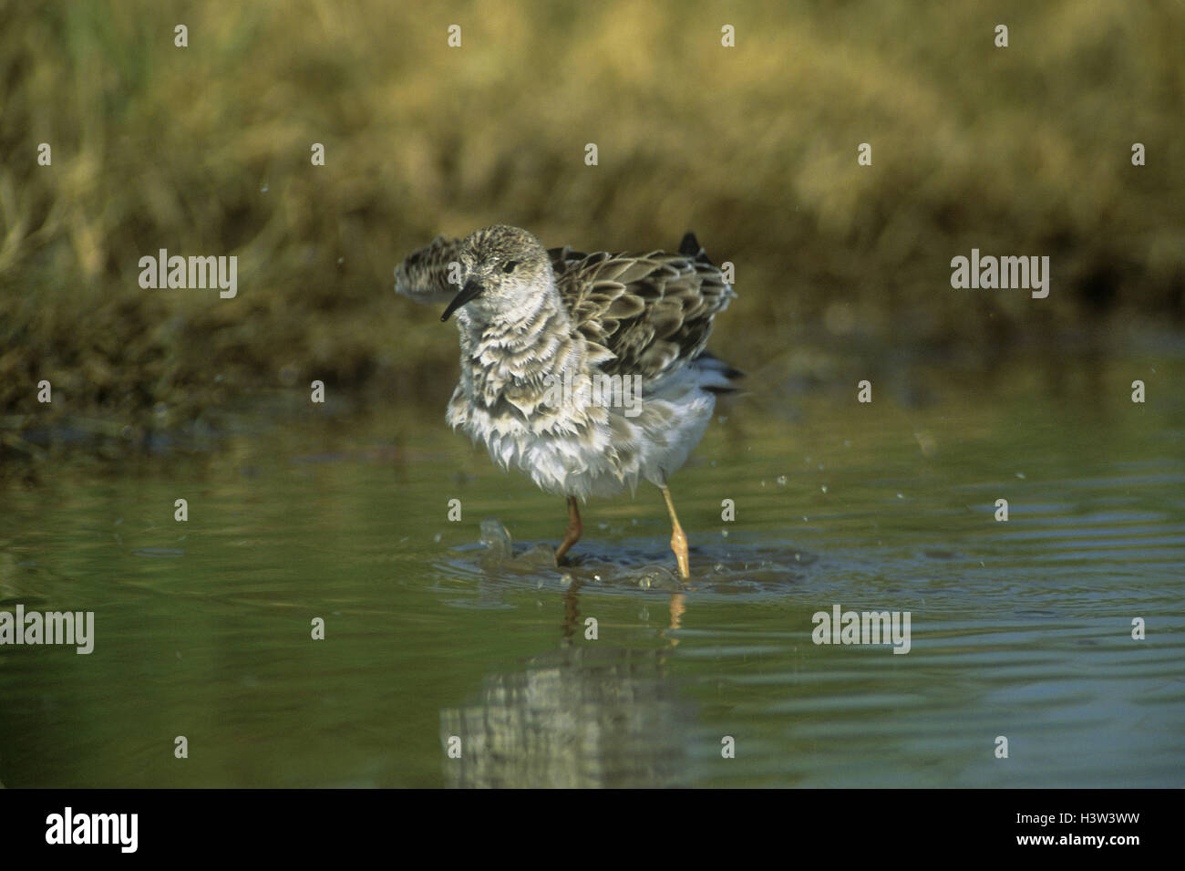 Marsh sandpiper (tringa stagnatilis), in piedi in acqua, gonfiare il suo piumaggio. non si tratta di un allevamento di nord-inverno visitatore in africa orientale. Kenya Foto Stock