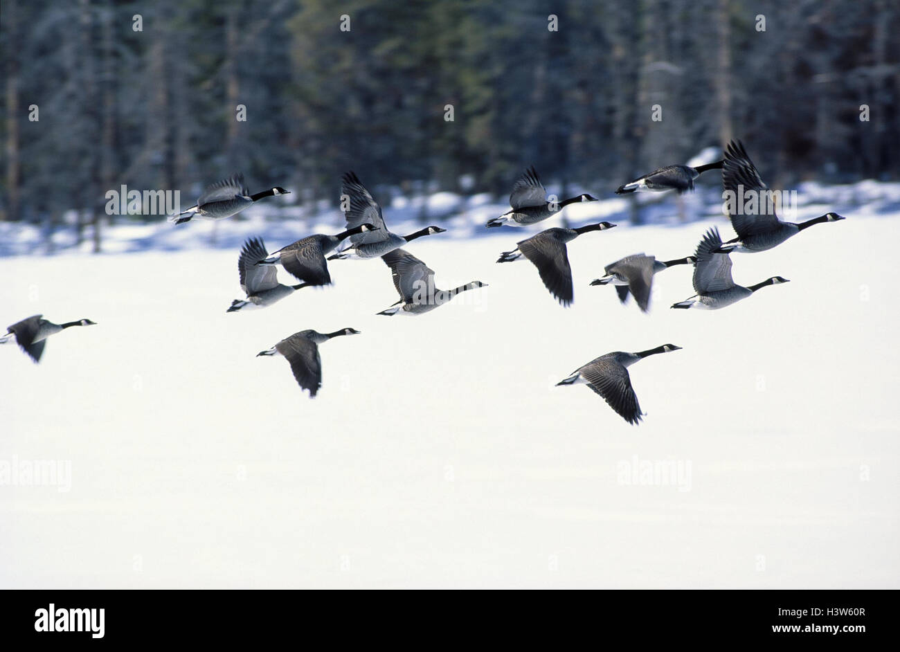 Oche del Canada, Branta canadensis, volo, inverno, animali, oche, mare oche, Oche del Canada, Anserinae, uccelli di passaggio, Gänsevogel, animali selvatici, oca folla, fly Foto Stock