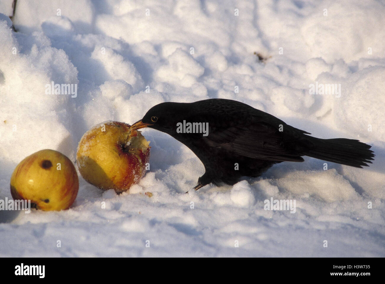 Neve, merlo, Turdus merula, mangiare, Apple, mondo animale, animali, animale e uccelli canori, Songbird, valvole a farfalla farfalla farfalla nera, ingestione, inverno Foto Stock