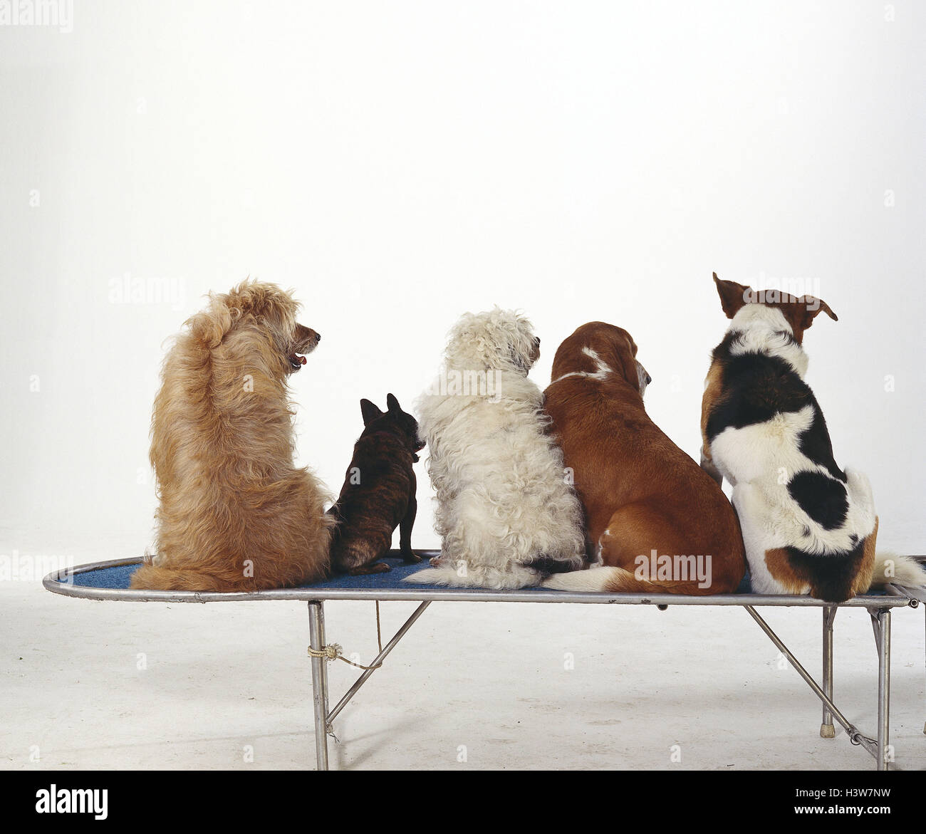 Cani ibrido, vista posteriore mammiferi, doggy, Canidae, pet, ibridi, razze di cani, cani, gare, diversamente, diverso, siedono fianco a fianco, studio, tagliate, Foto Stock