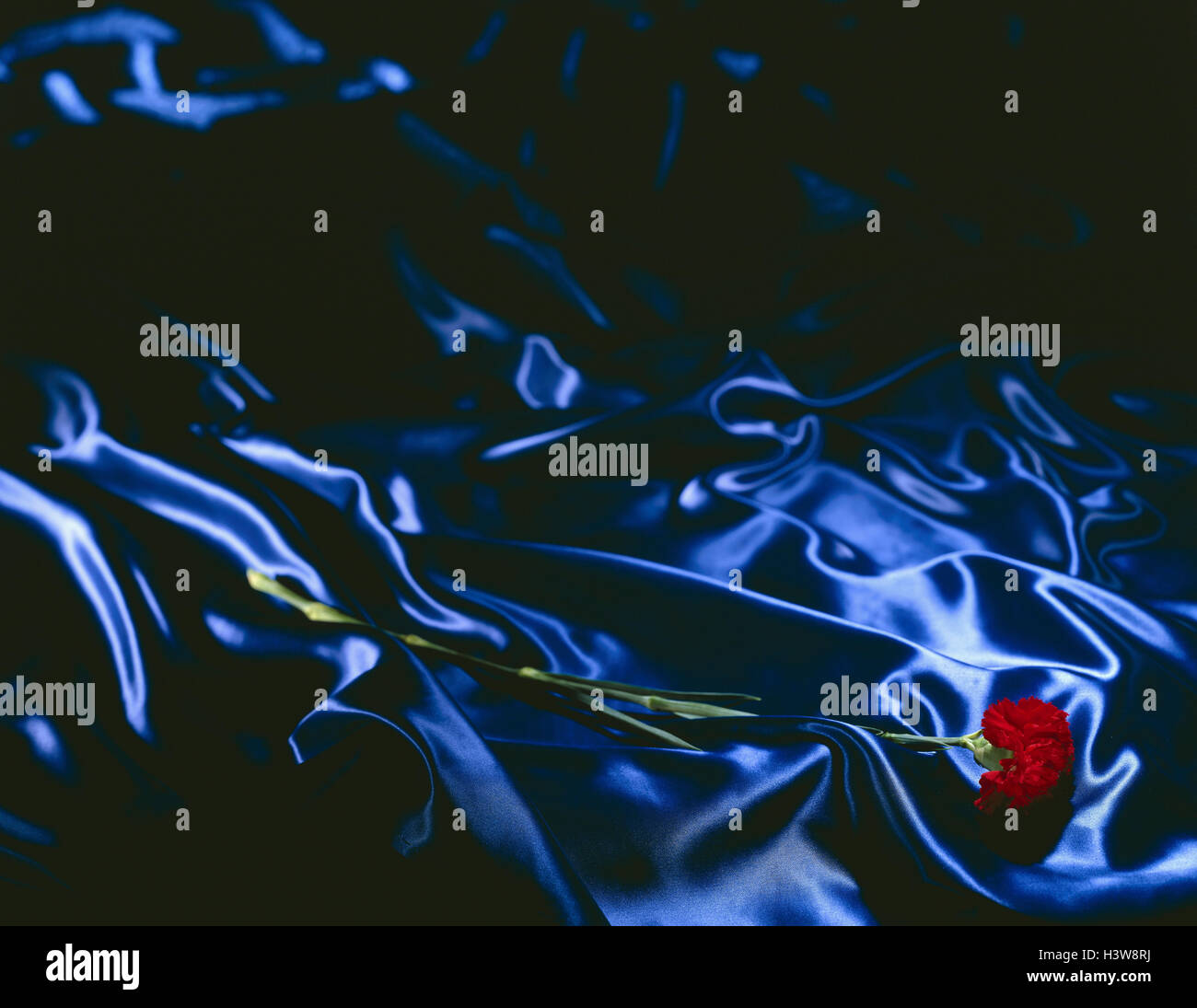 Chiodo di garofano, rosso, seta, blu panno di seta, fiore, Foto Stock